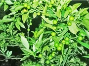 Lạng Sơn: Bảo tồn nguồn gen cây chanh rừng